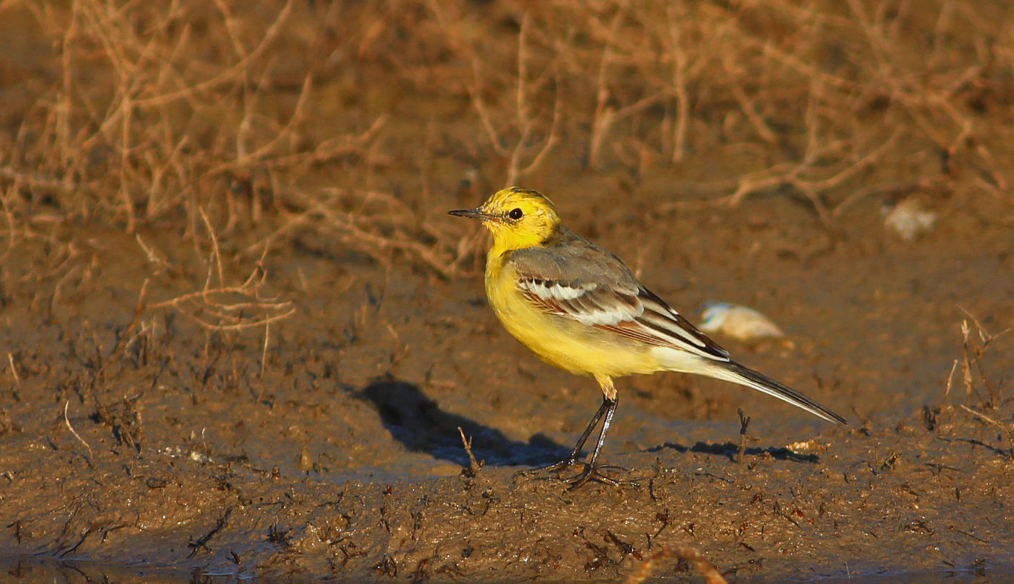 Citrine Wagtail